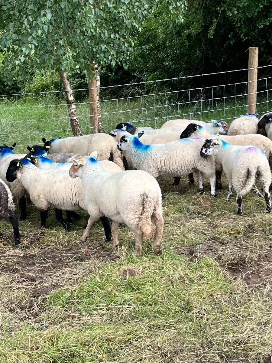 50 super Suffolk ewe lambs - Image 3