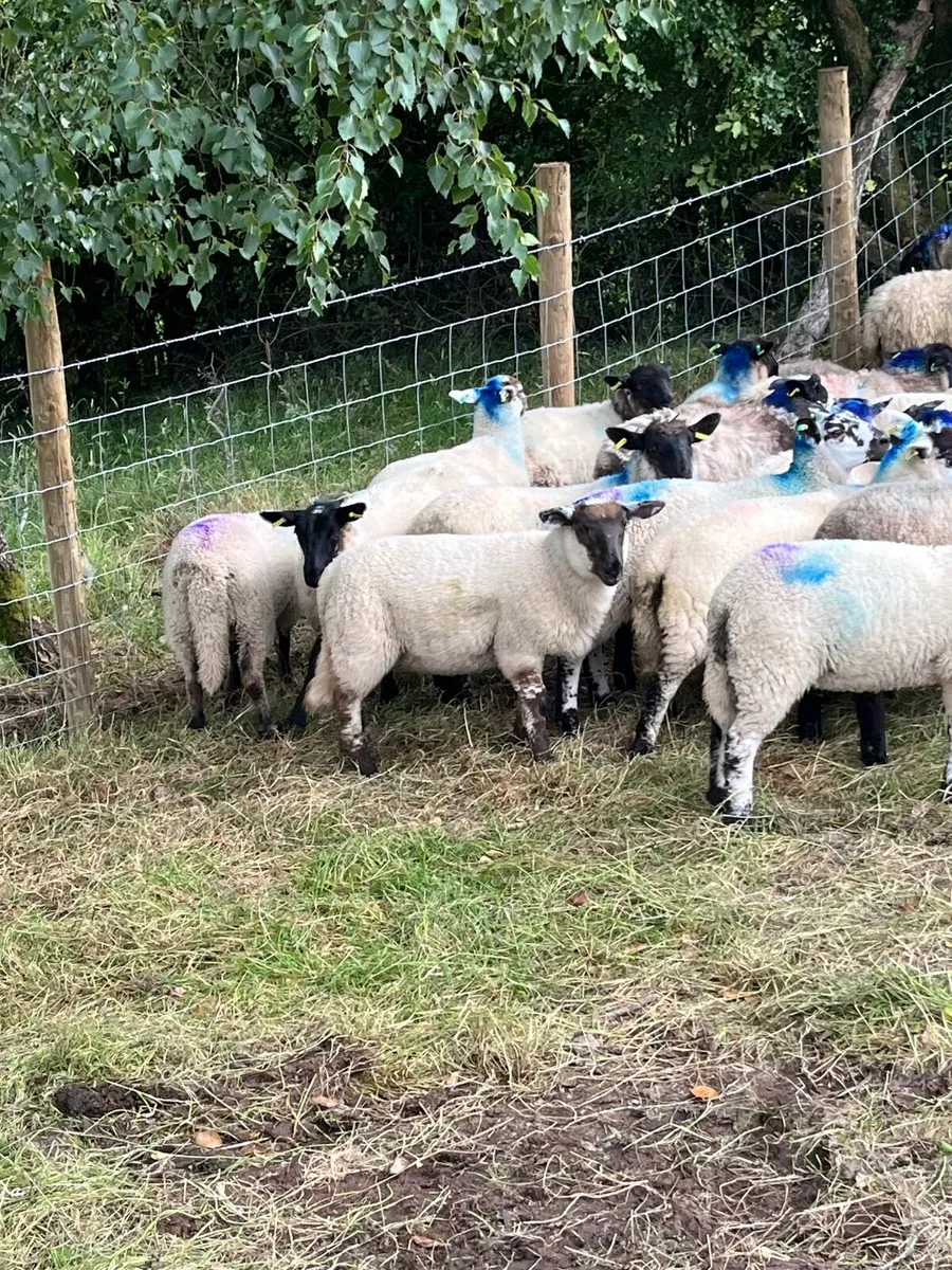 50 super Suffolk ewe lambs - Image 4