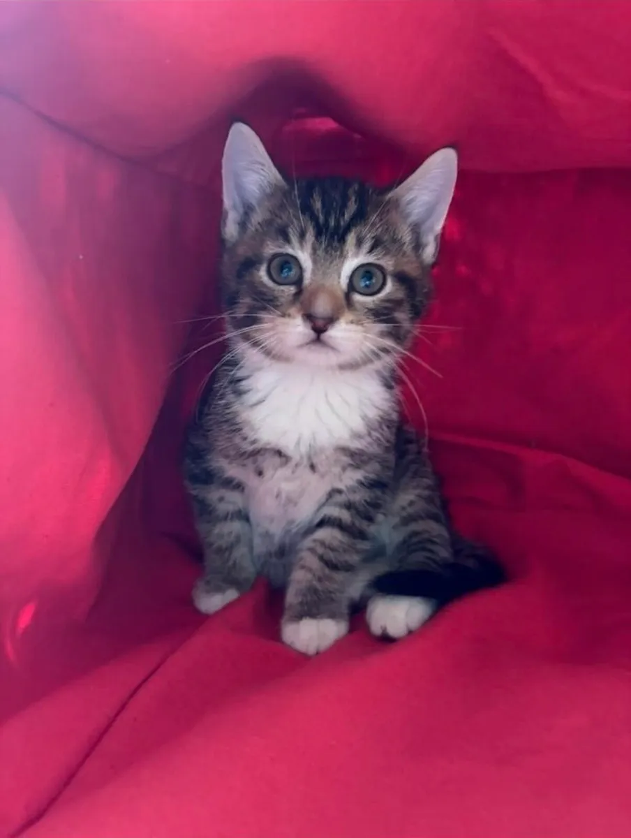 Kitten - Image 1