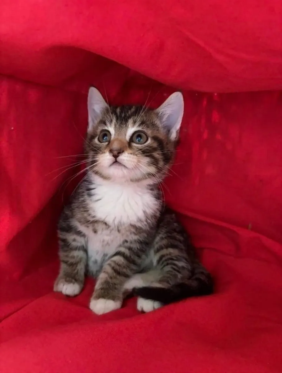 Kitten - Image 2