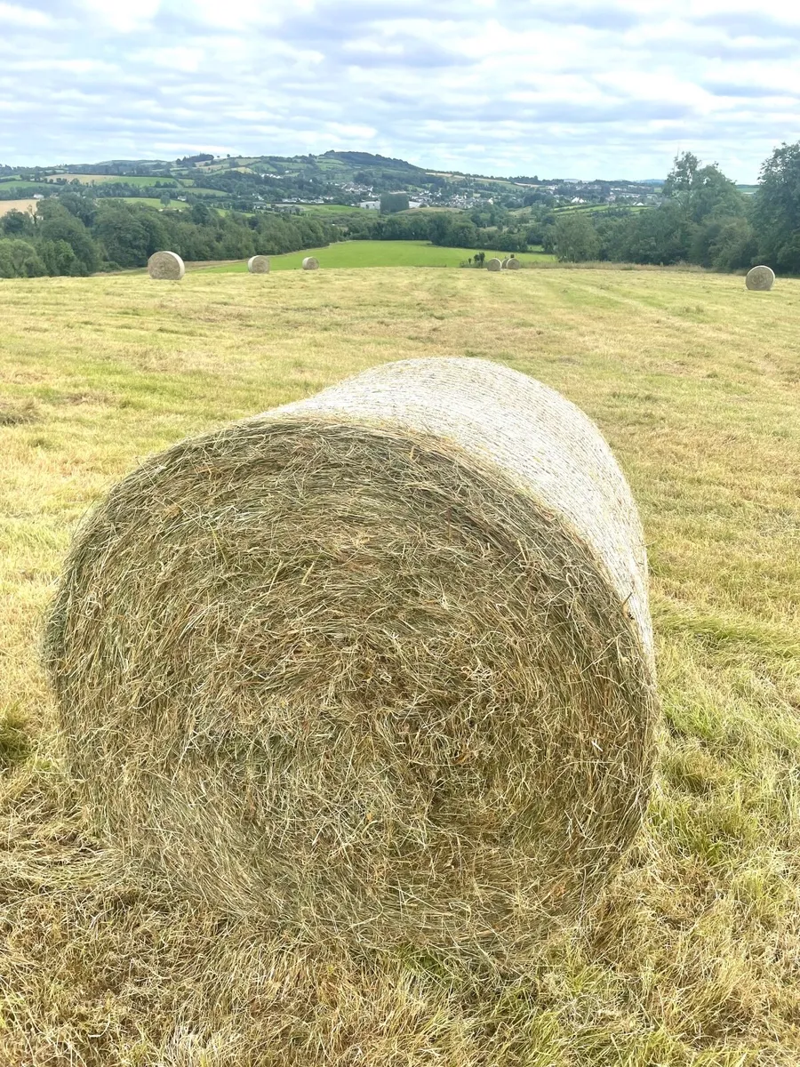 Round bales of Hay - Image 1