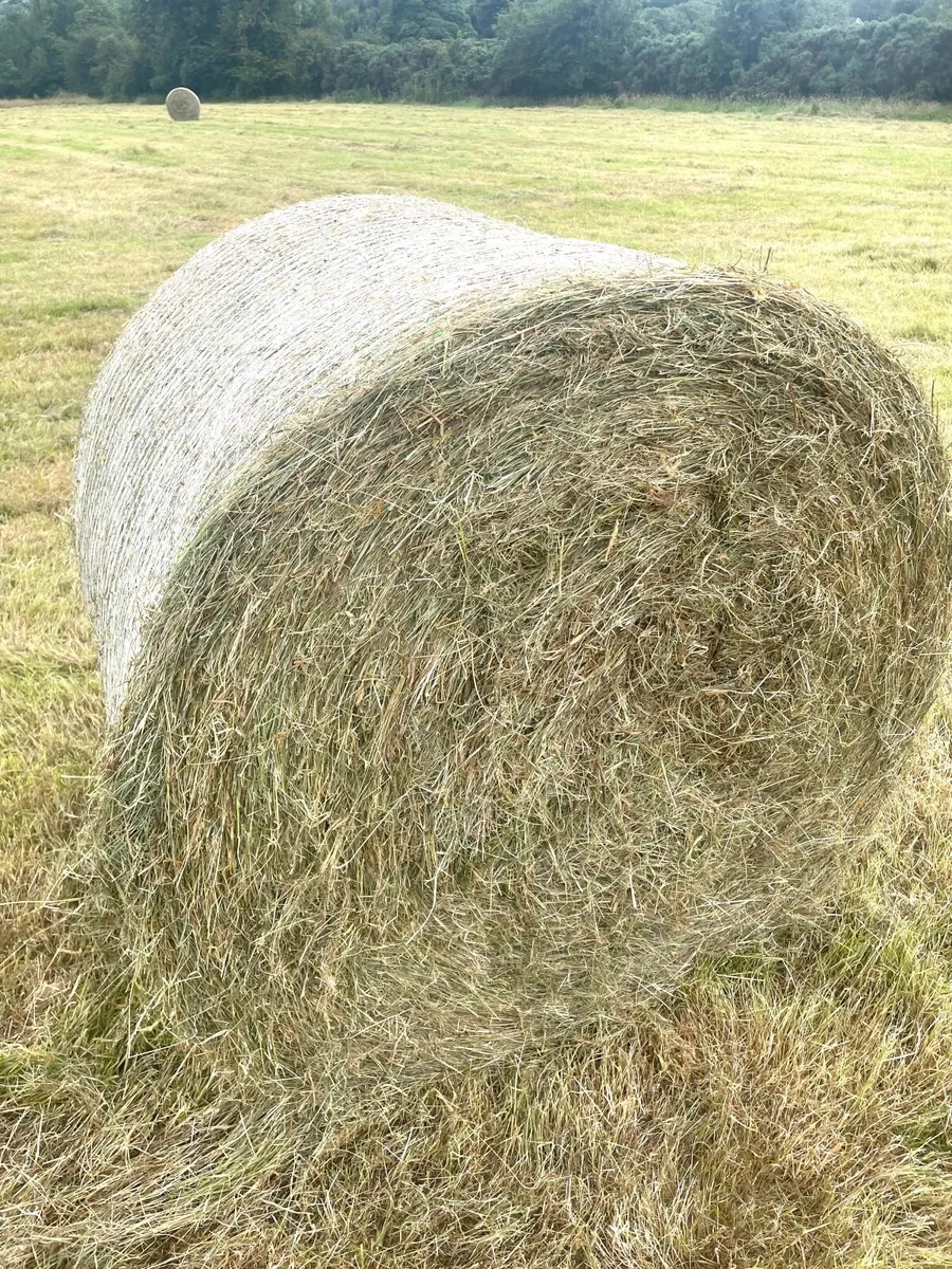 Round bales of Hay - Image 4