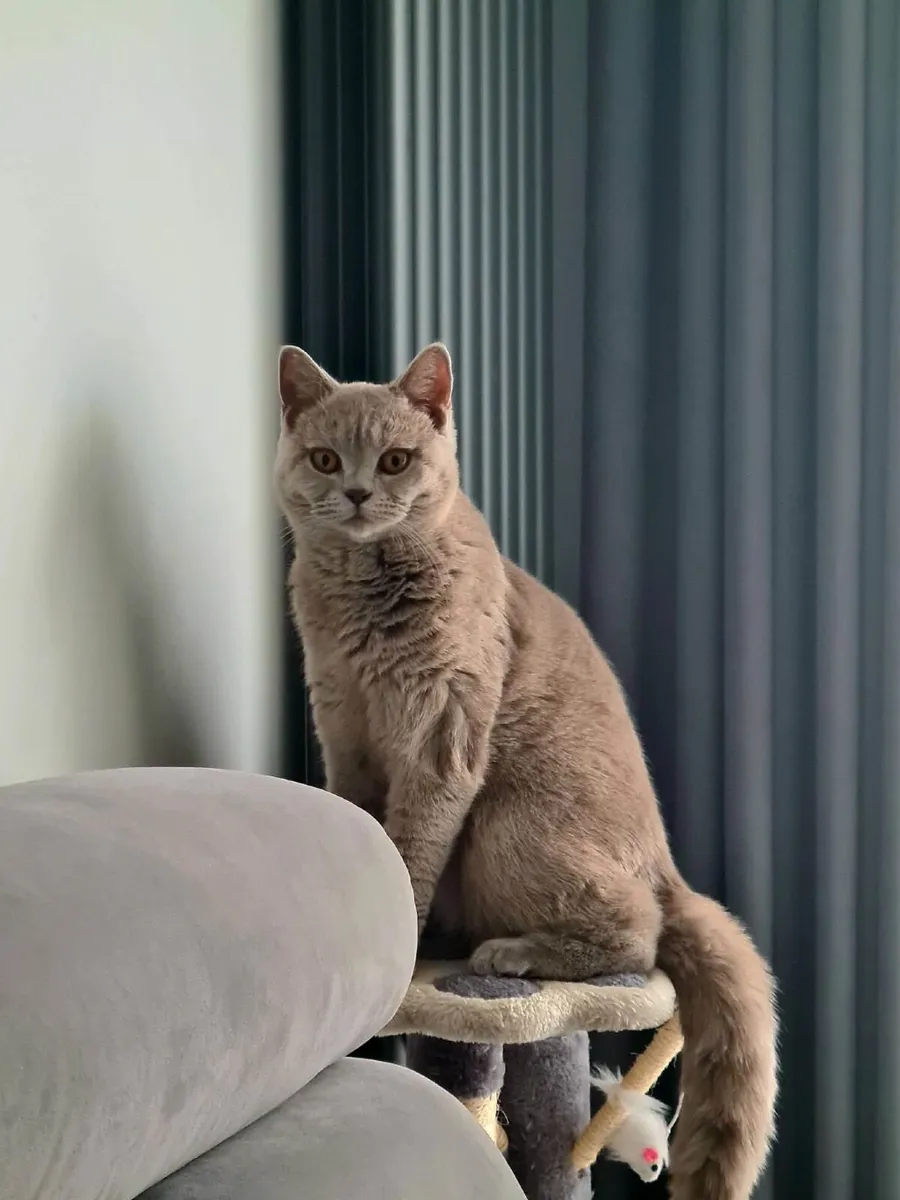 British shorthair - Image 1