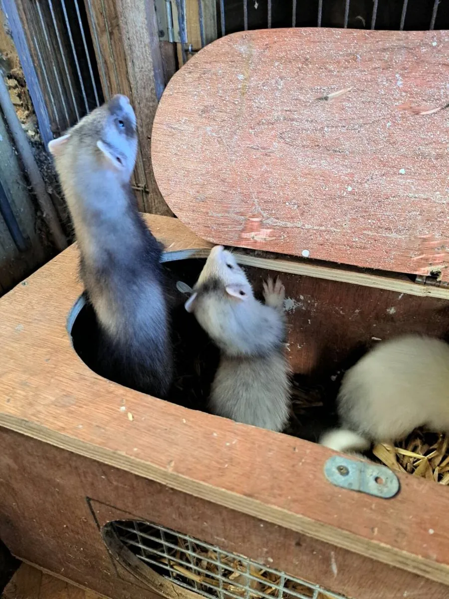 Ferrets - Image 2