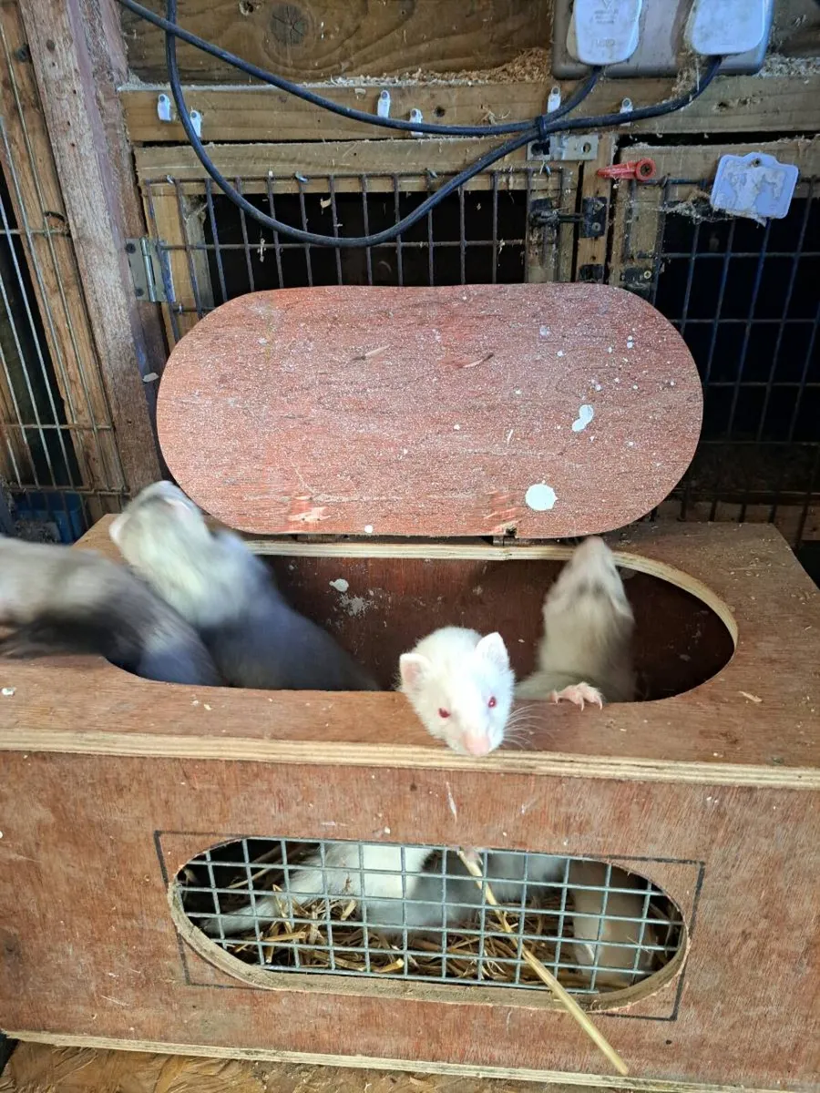 Ferrets - Image 3