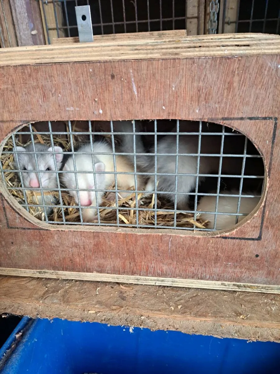 Ferrets - Image 1