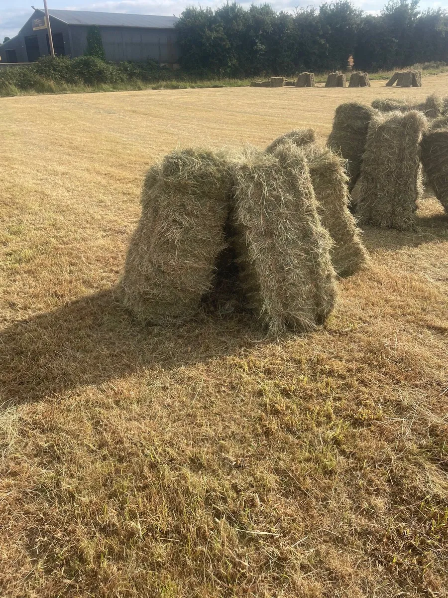 Square bales - Image 2