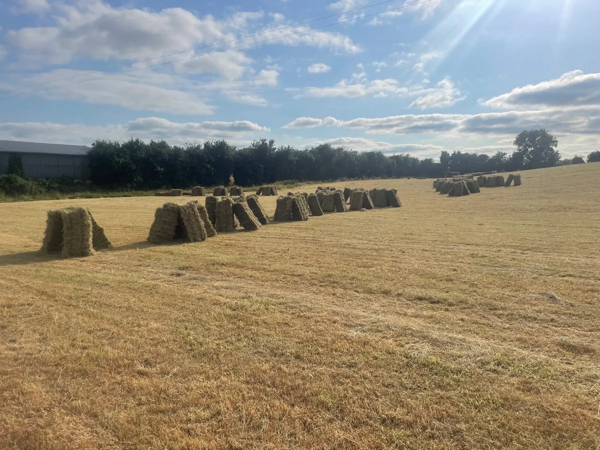 Square bales - Image 3