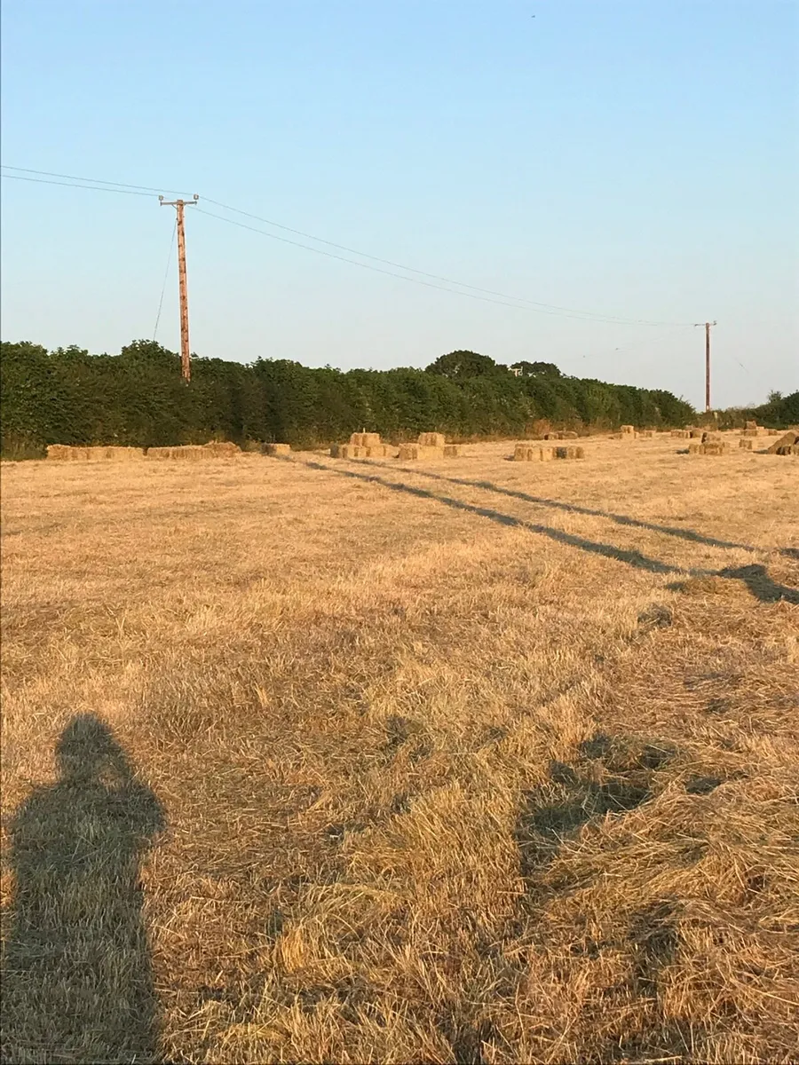 hay square bales - Image 1
