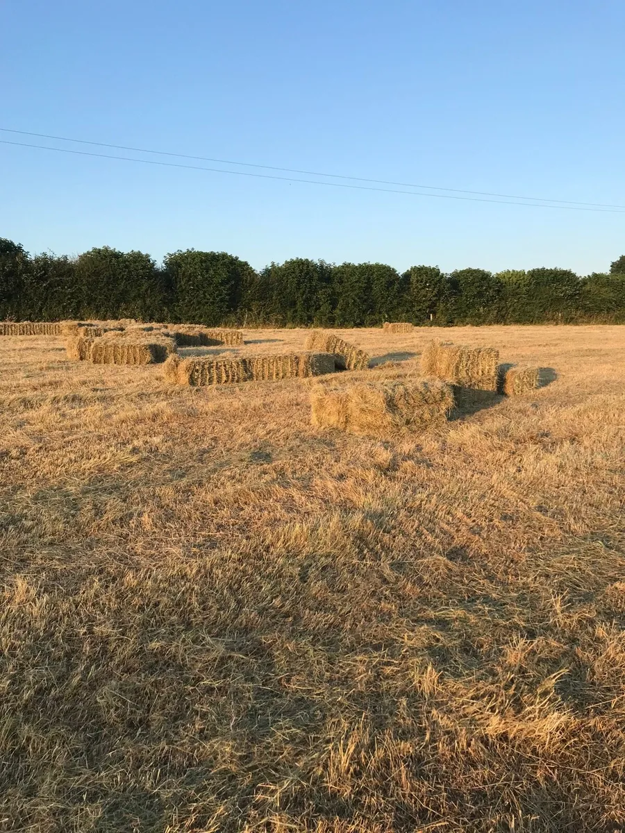 hay square bales - Image 2