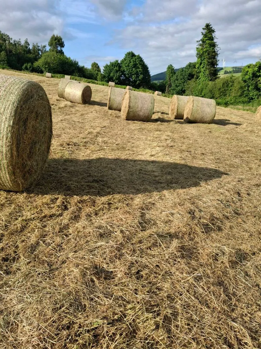 Hay - Image 1