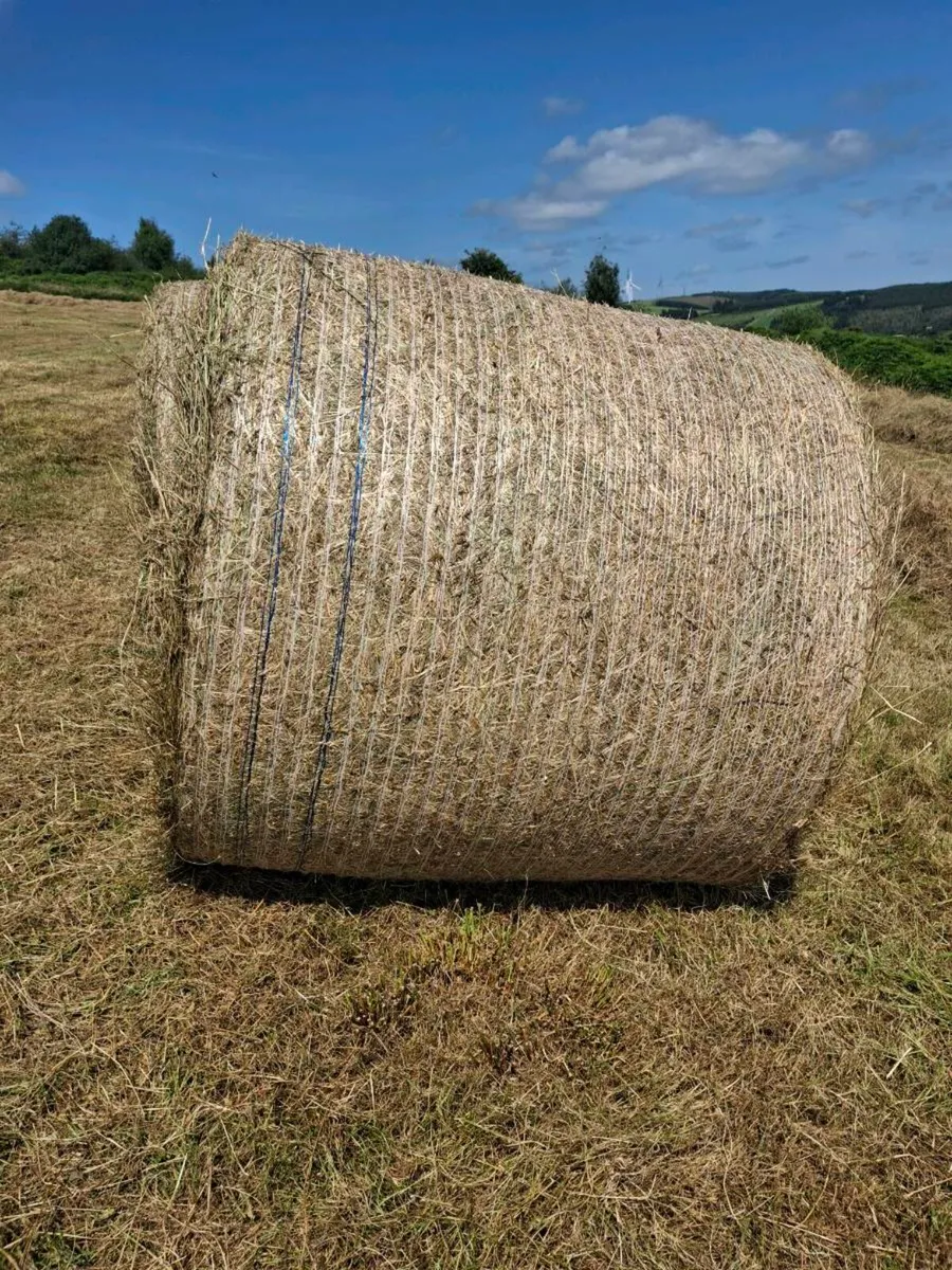 Hay - Image 2