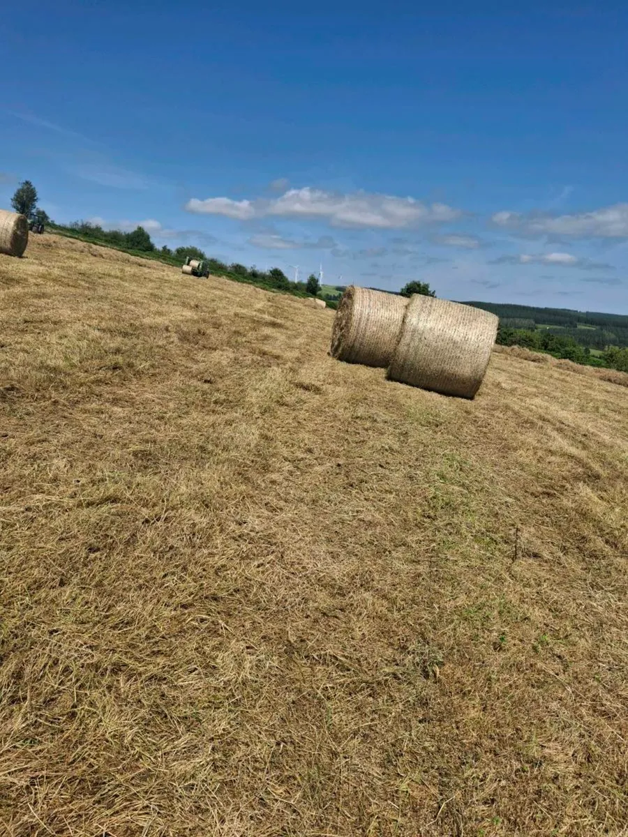 Hay - Image 3