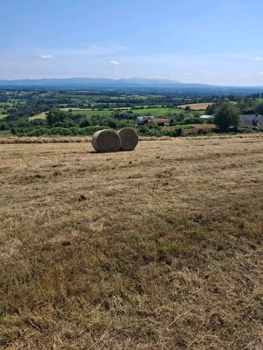 Hay - Image 4