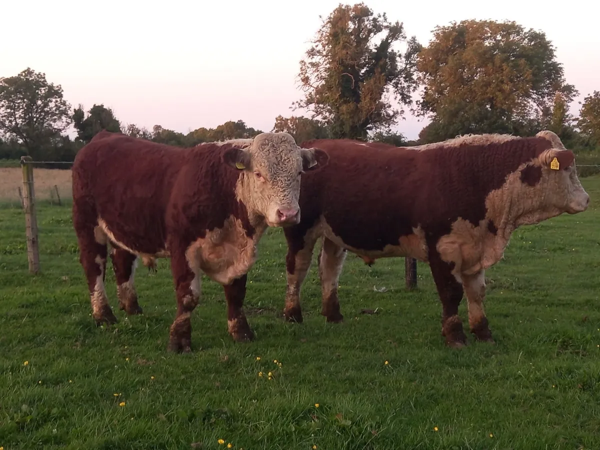 Hereford Bulls For Sale - Image 2