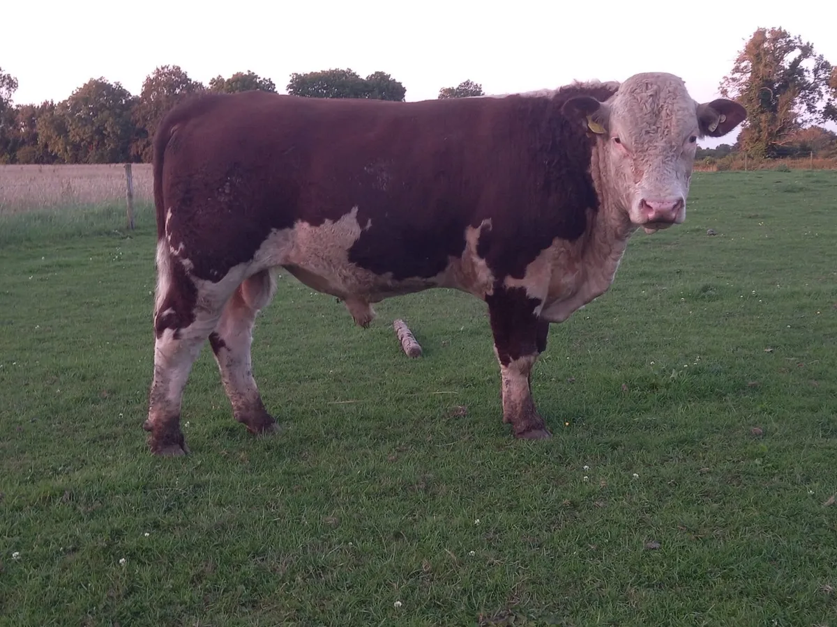 Hereford Bulls For Sale - Image 4