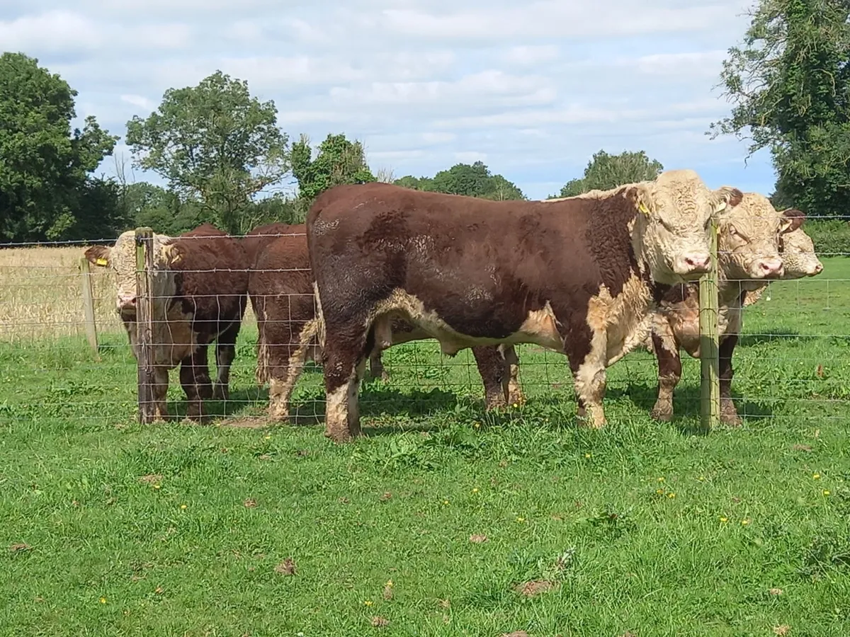 Hereford Bulls For Sale - Image 1