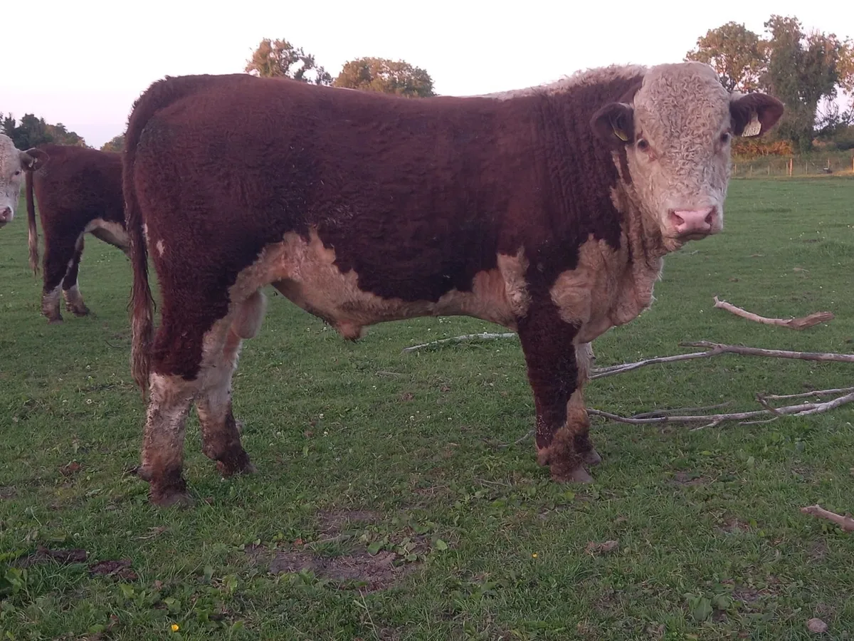 Hereford Bulls For Sale - Image 3