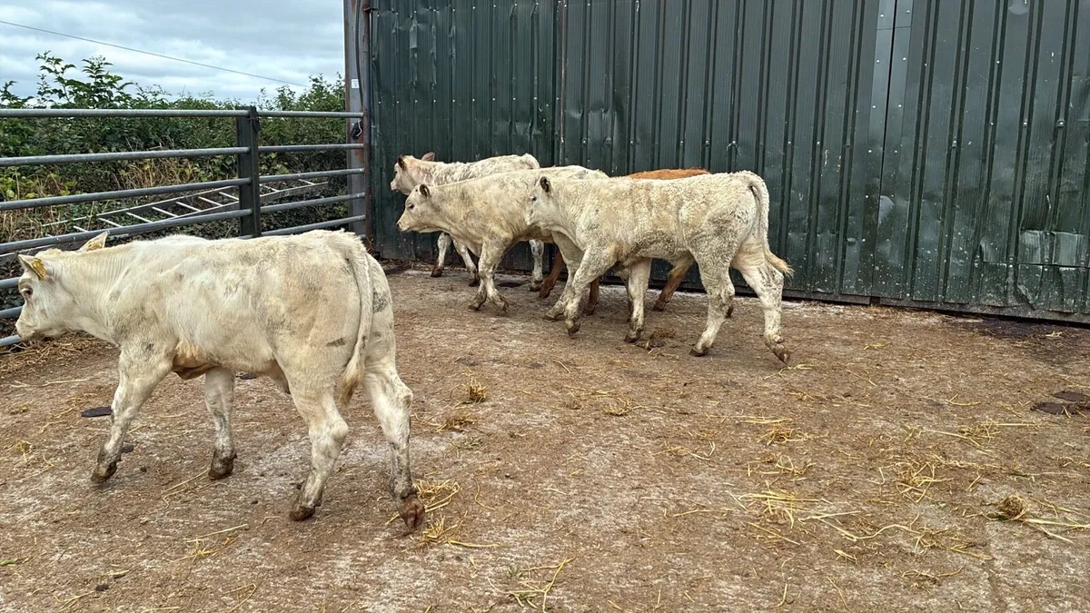 5 super charlaois bull weanlings - Image 1