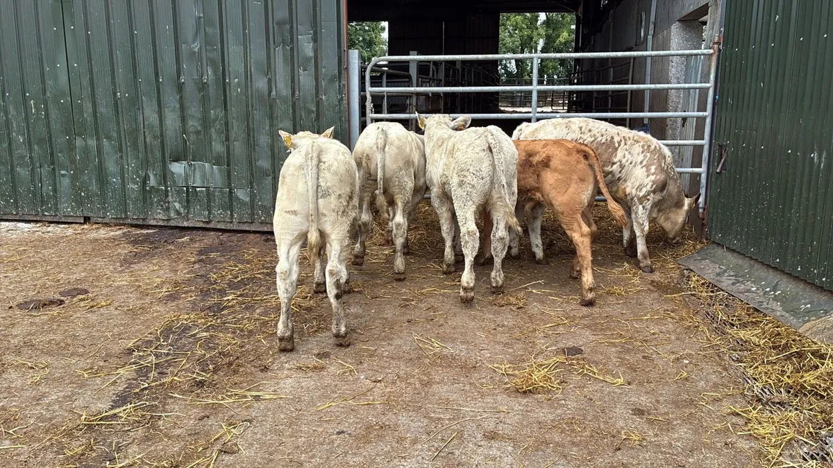 5 super charlaois bull weanlings - Image 2