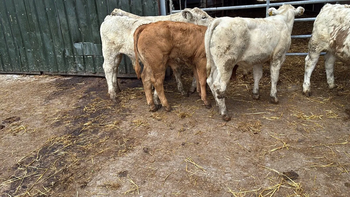 5 super charlaois bull weanlings - Image 4