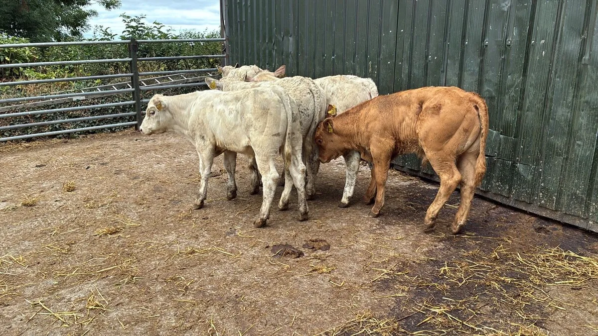 5 super charlaois bull weanlings - Image 3