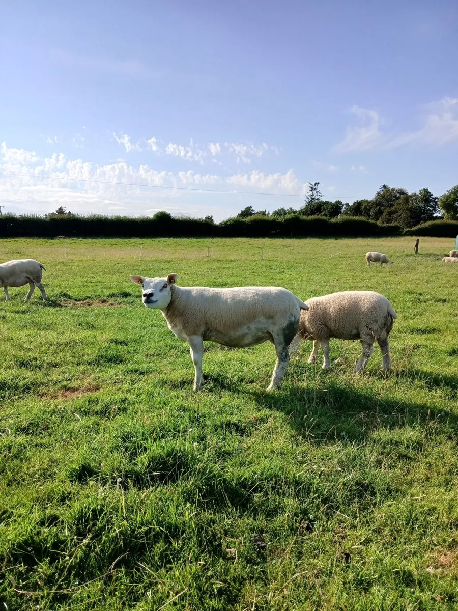 15 Texel ewes (PBR) For Sale. - Image 2