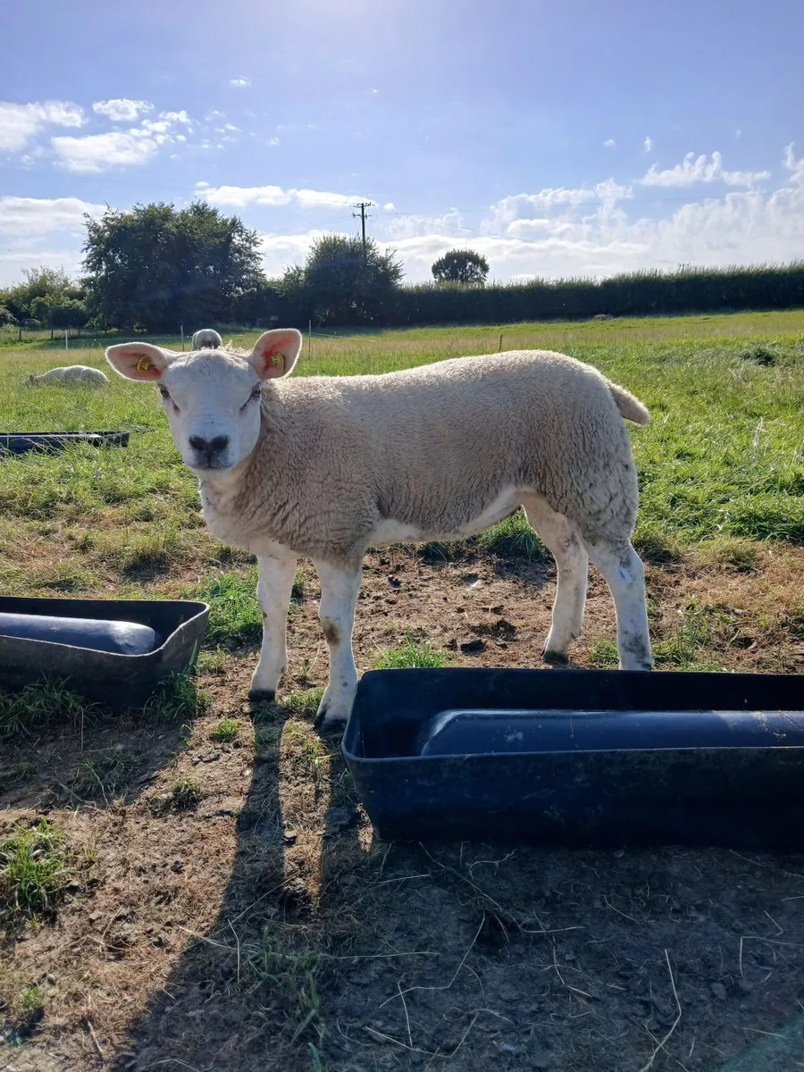 15 Texel ewes (PBR) For Sale. - Image 1