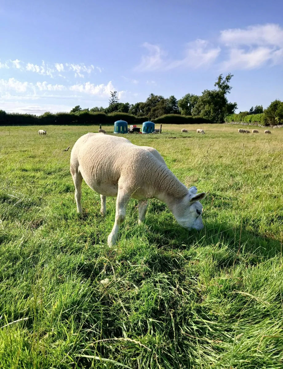 15 Texel ewes (PBR) For Sale. - Image 3
