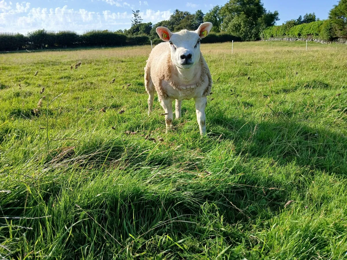 15 Texel ewes (PBR) For Sale. - Image 4
