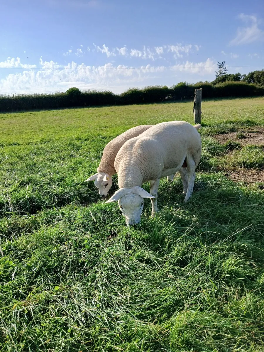 5 Young Texel Females (PBR) ready for the ram. - Image 2
