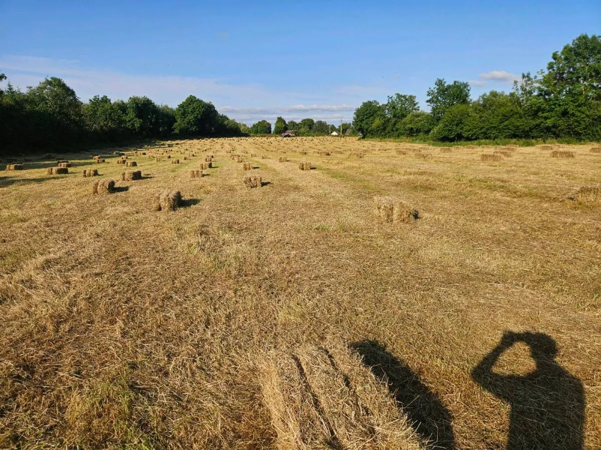 Small square bales of hay - Image 3