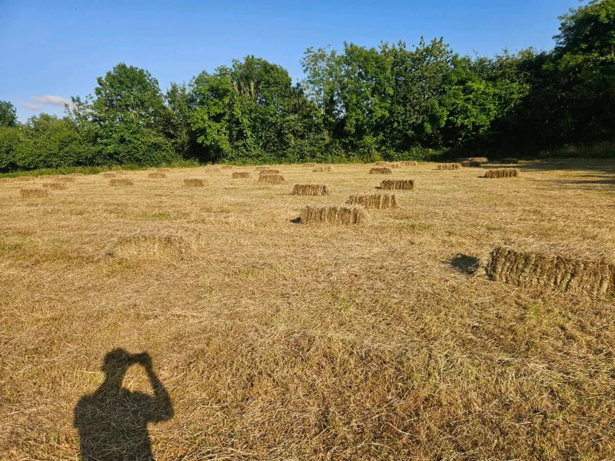 Small square bales of hay - Image 2