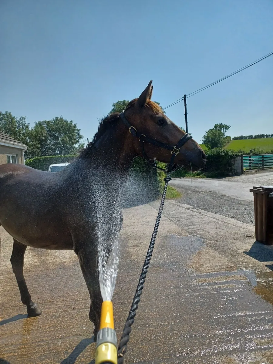 Broodmare, mare in foal - Image 1