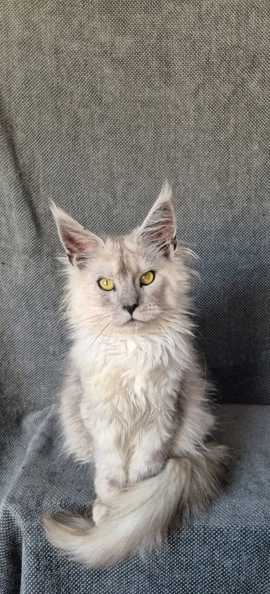 Maine Coon kitten - Image 1