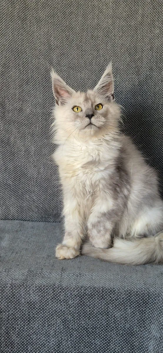 Maine Coon kitten - Image 2