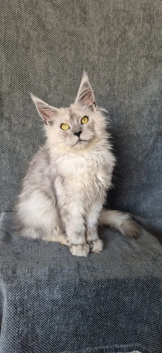 Maine Coon kitten - Image 3