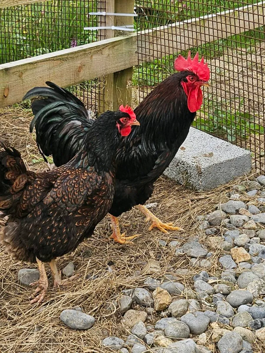 Day Old Barnvelder Chicks - Image 1