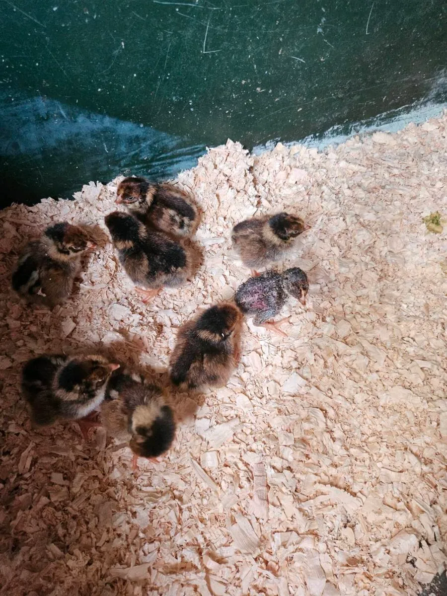 Day Old Barnvelder Chicks - Image 3