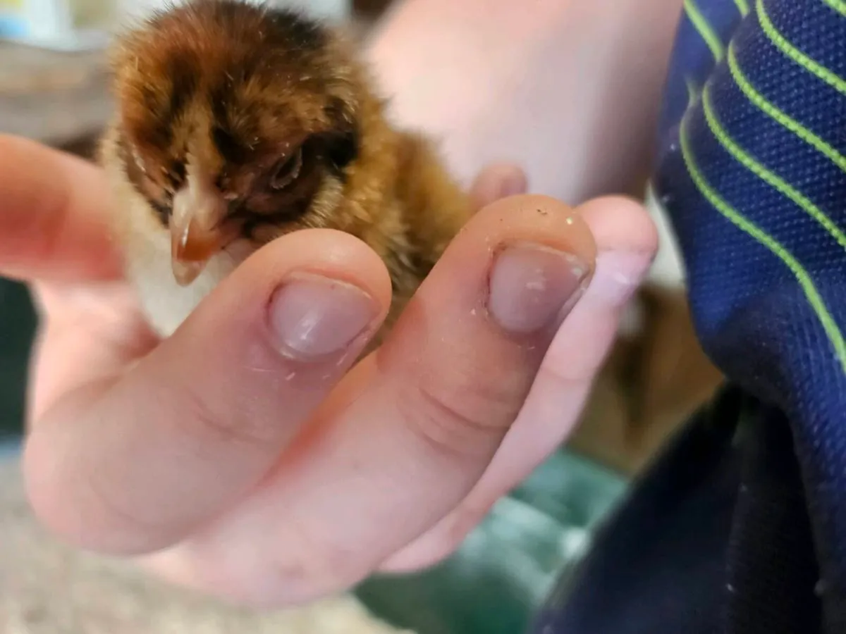 Day Old Barnvelder Chicks - Image 4