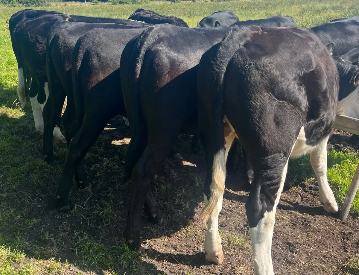 Beef Cattle - Image 1