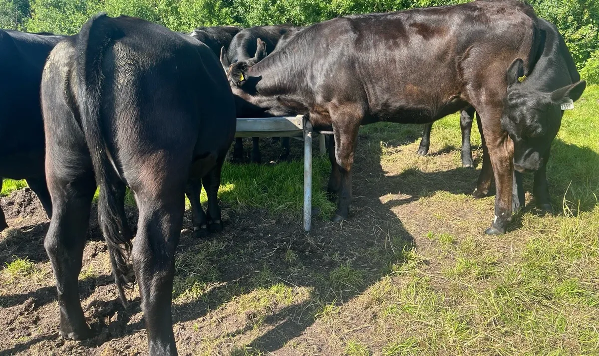 Beef Cattle - Image 2