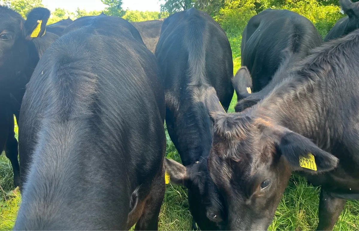 Beef Cattle - Image 3