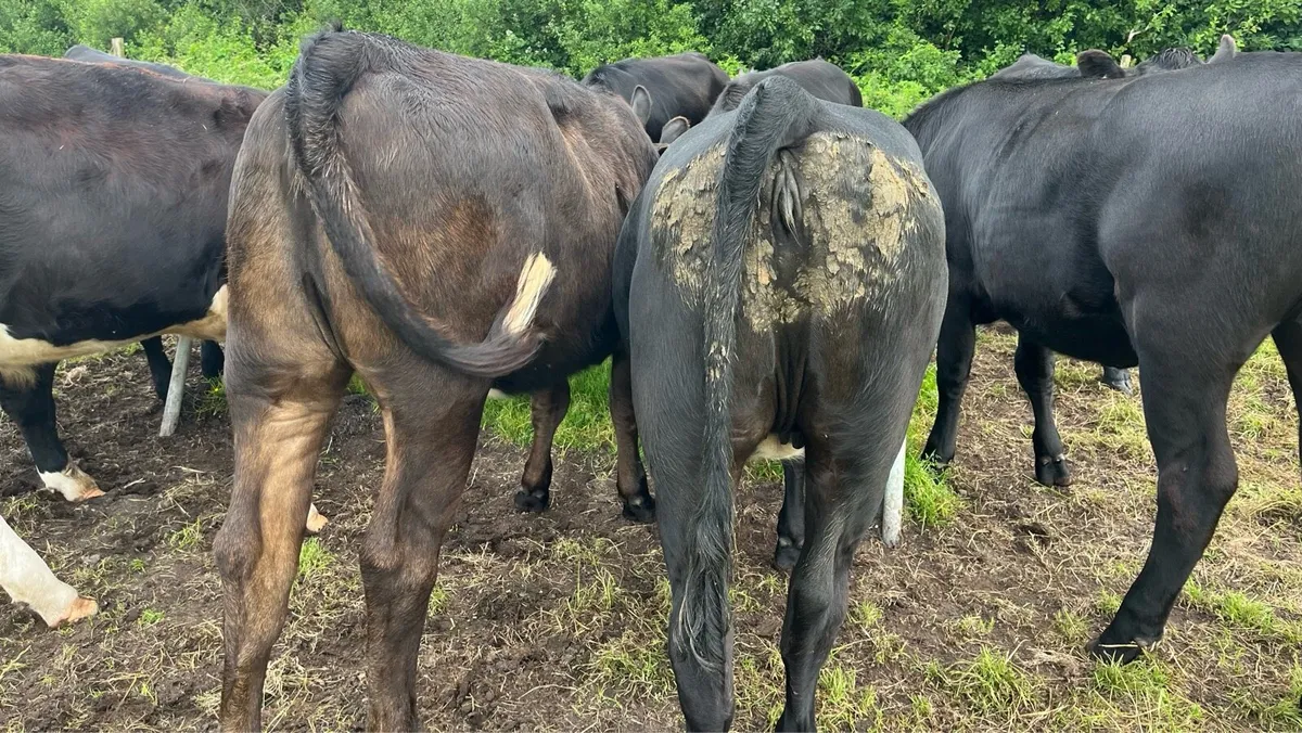 Beef Cattle - Image 4
