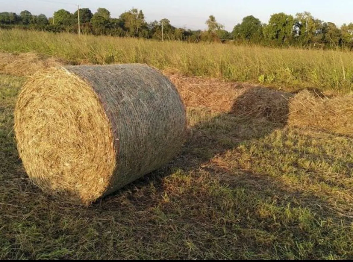 Hay