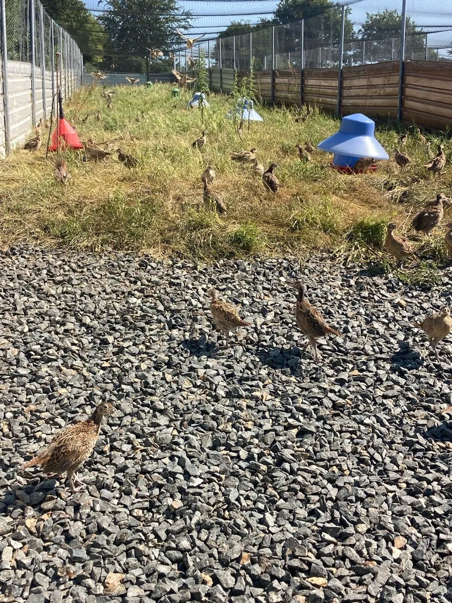 Pheasant poults - Image 1