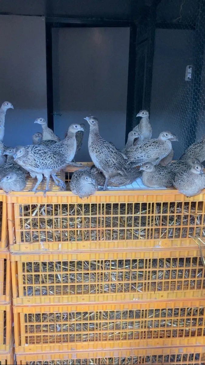 Pheasant poults - Image 3