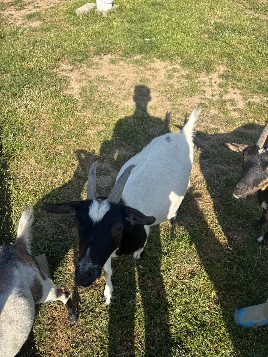 Female goats - Image 2