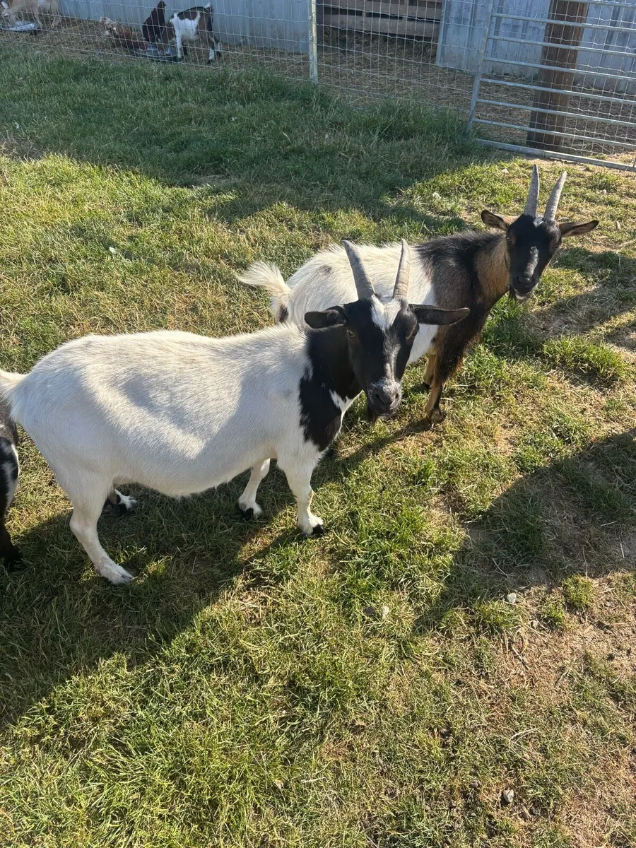 Female goats - Image 1