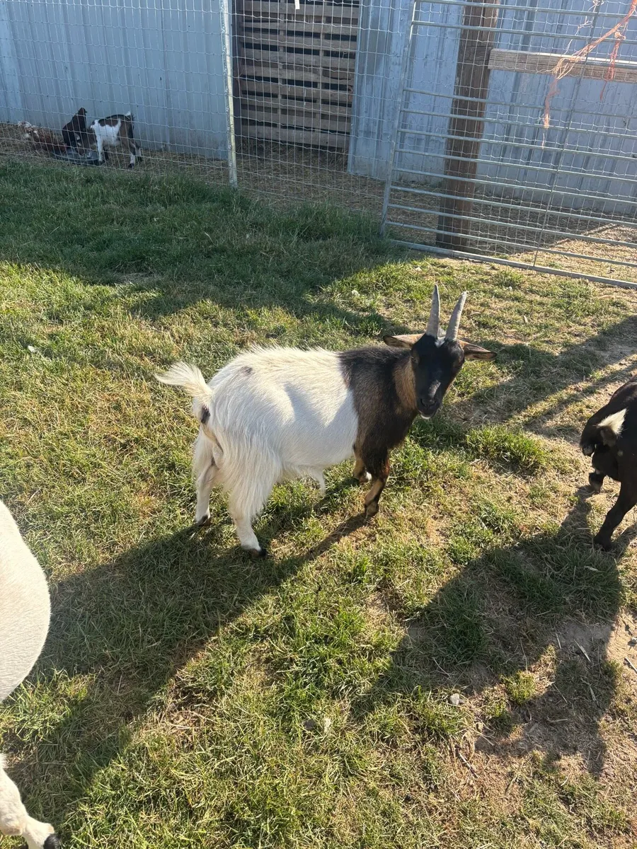 Female goats - Image 3